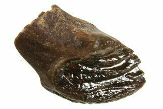 Rare, Unworn Fossil Dinosaur (Leptoceratops) Tooth - Montana #338996