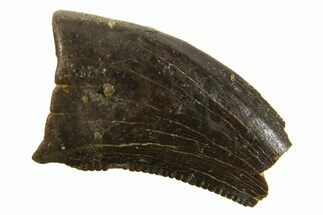 Dromaeosaurid Theropod (Acheroraptor) Partial Tooth - Montana #339004