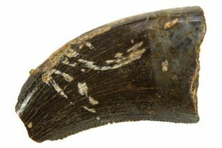 Dromaeosaurid Theropod (Acheroraptor) Partial Tooth - Montana #339007