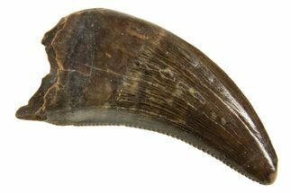 Serrated, Dromaeosaurid Theropod (Acheroraptor) Tooth - Montana #339017