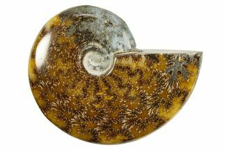 Polished Ammonite (Cleoniceras) Fossil - Madagascar #339213