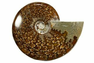 Polished Ammonite (Cleoniceras) Fossil - Madagascar #339214