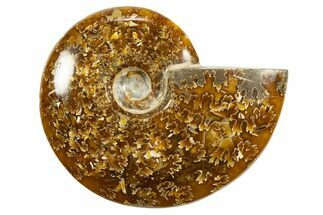 Polished Ammonite (Cleoniceras) Fossil - Madagascar #339215