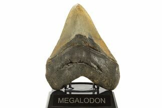 Serrated, Fossil Megalodon Tooth - North Carolina #339280