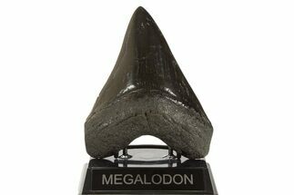 Fossil Megalodon Tooth - Polished Blade #339286