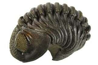 Curled Pedinopariops Trilobite - Top Quality Specimen #339395