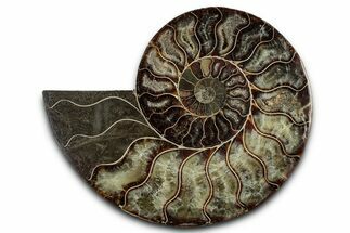 Cut & Polished Ammonite Fossil (Half) - Madagascar #336641