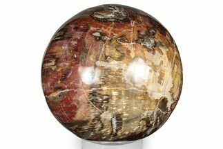 Massive, Colorful Petrified Wood (Araucaria) Sphere - Madagascar #339338