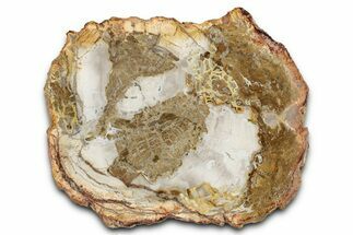 Beautiful Petrified Wood (Araucaria) Slab - Madagascar #339372