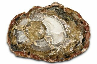 Colorful Petrified Wood (Araucaria) Round - Madagascar #339379