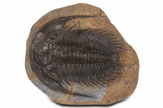 Spectacularly Preserved Acadoparadoxides Trilobite #339408