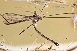 Superb Fossil Crane Fly (Limoniidae) In Baltic Amber #339453