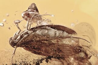 Detailed Fossil Flies and Moth In Baltic Amber #339457