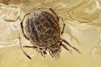 Fossil Fungus Gnat and Oribatid Mite (Plategeocranus) In Baltic Amber #339458
