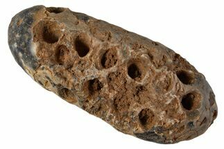 Fossil Cycadophyte Seed Cone - Boujdour, Morocco #339332