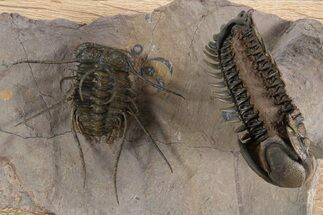 Spiny Ceratonurus Trilobite With Ventral Crotalocephalina #339588