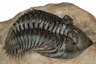 Stunning Metacanthina Trilobite - Lghaft, Morocco #339501