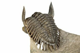 Impressive Metacanthina Trilobite - Lghaft, Morocco #339521