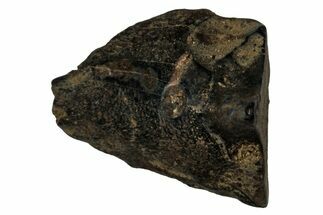 Fossil Dinosaur (Triceratops) Shed Tooth - Montana #339717