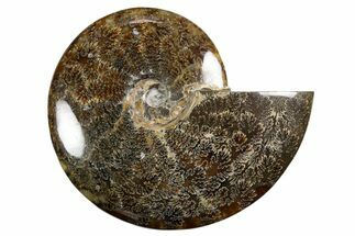 Polished Ammonite (Cleoniceras) Fossil - Madagascar #339202