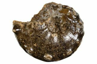 Ammonite (Mammites) Fossil - Goulmima, Morocco #339355