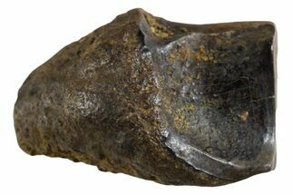 Fossil Dinosaur (Triceratops) Shed Tooth - Montana #339715