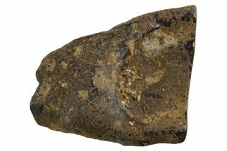 Fossil Dinosaur (Triceratops) Shed Tooth - Montana #339727