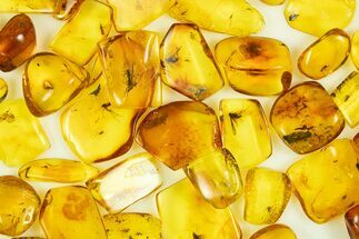 Authentic Baltic Amber With Fossil Insect - Million Years Old #339880