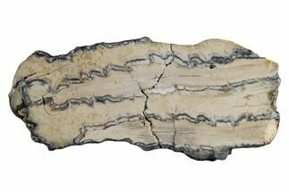 Mammoth Molar Slice With Case - South Carolina #335125