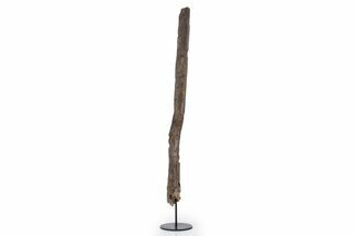Fossil Hadrosaur Rib Bone w/ Metal Stand - South Dakota #339871