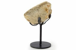 Fossil Hadrosaur Vertebra Section w/ Metal Stand - South Dakota #339874