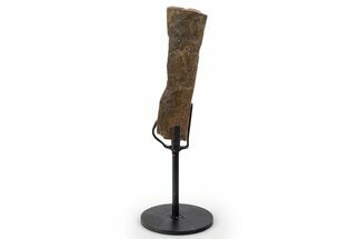 Fossil Hadrosaur Rib Section w/ Metal Stand - South Dakota #339900