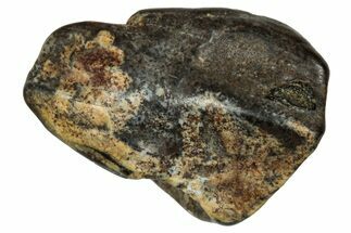 Fossil Dinosaur (Triceratops) Tooth - Partially Rooted #339861