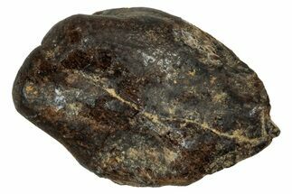 Fossil Dinosaur (Triceratops) Tooth - Montana #339870