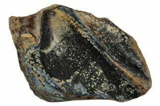 Fossil Juvenile Dinosaur (Triceratops) Tooth - Montana #339882
