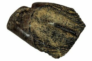 Fossil Juvenile Dinosaur (Triceratops) Tooth - Montana #339886
