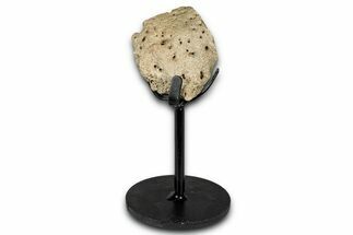 Fossil Nodosaurid Dinosaur Scute w/ Metal Stand - South Dakota #339931