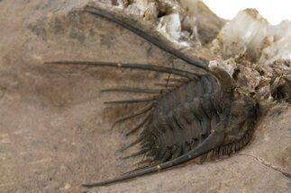 Kettneraspis Trilobite With Selenite Crystals - Lghaft, Morocco #339952