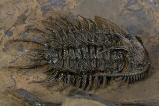 Trilobite Fossils For Sale
