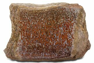 Polished Dinosaur Bone (Gembone) Vertebra - New Mexico #340054