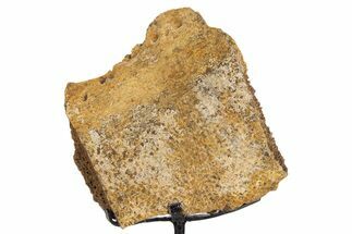 Fossil Turtle Shell Section w/ Metal Stand - South Dakota #340098