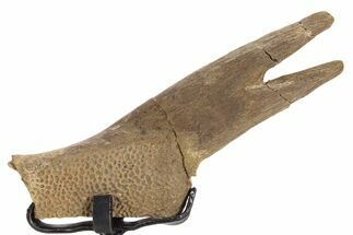 Fossil Turtle Shell Section w/ Metal Stand - South Dakota #340105