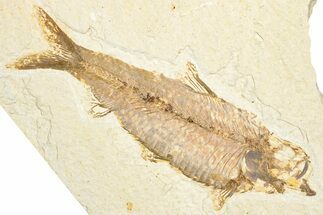 Detailed Fossil Fish (Knightia) - Wyoming #333893