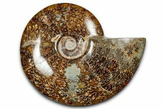 Polished Ammonite (Cleoniceras) Fossil With Pyrite #339087