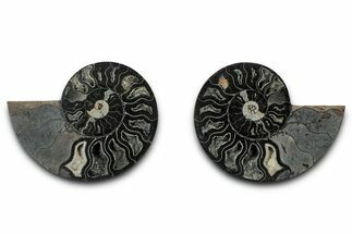 Cut & Polished Ammonite Fossil - Unusual Black Color #339129