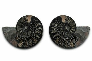 Cut & Polished Ammonite Fossil - Unusual Black Color #339135