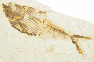 Detailed Fossil Fish (Diplomystus) - Wyoming #340131
