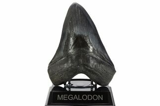 Huge Fossil Megalodon Tooth - South Carolina #340159