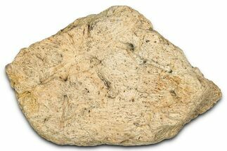 Dinosaur (Triceratops) Frill Shield Section - Montana #338923