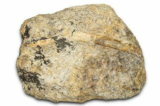 Dinosaur (Triceratops) Frill Shield Section - Montana #338925